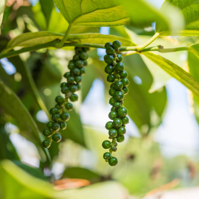 black ceylon papperl