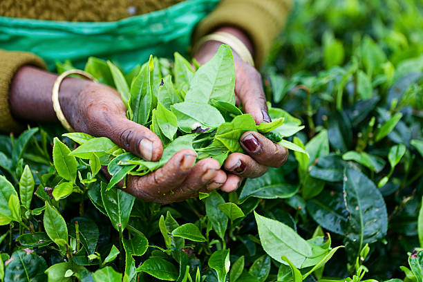 Hand picking fresh Ceylon tea leaves for Black Ceylon